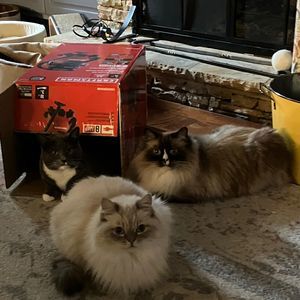 Meet your Posher, Caren